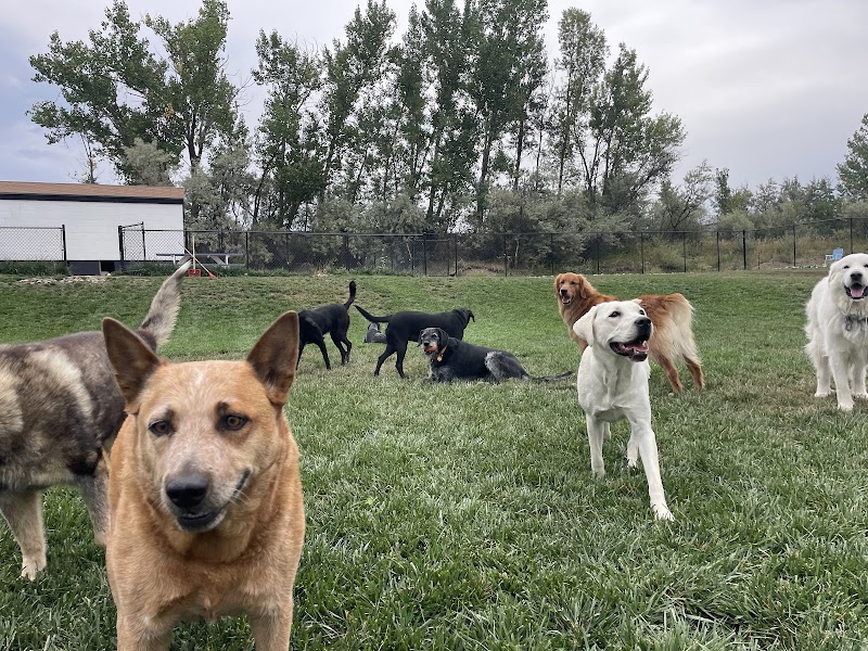 Dogbarn Pet Resort