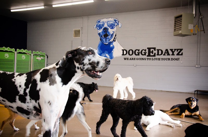 DoggEdayz