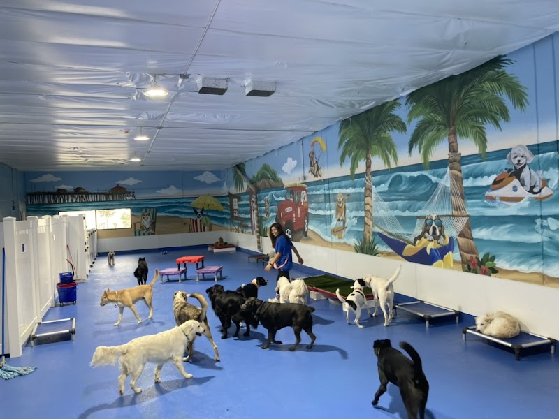 Doggie Daycare...And More