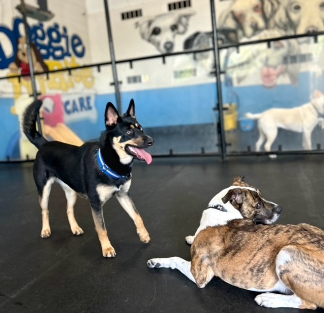 Doggie Do Rite Daycare, Inc.