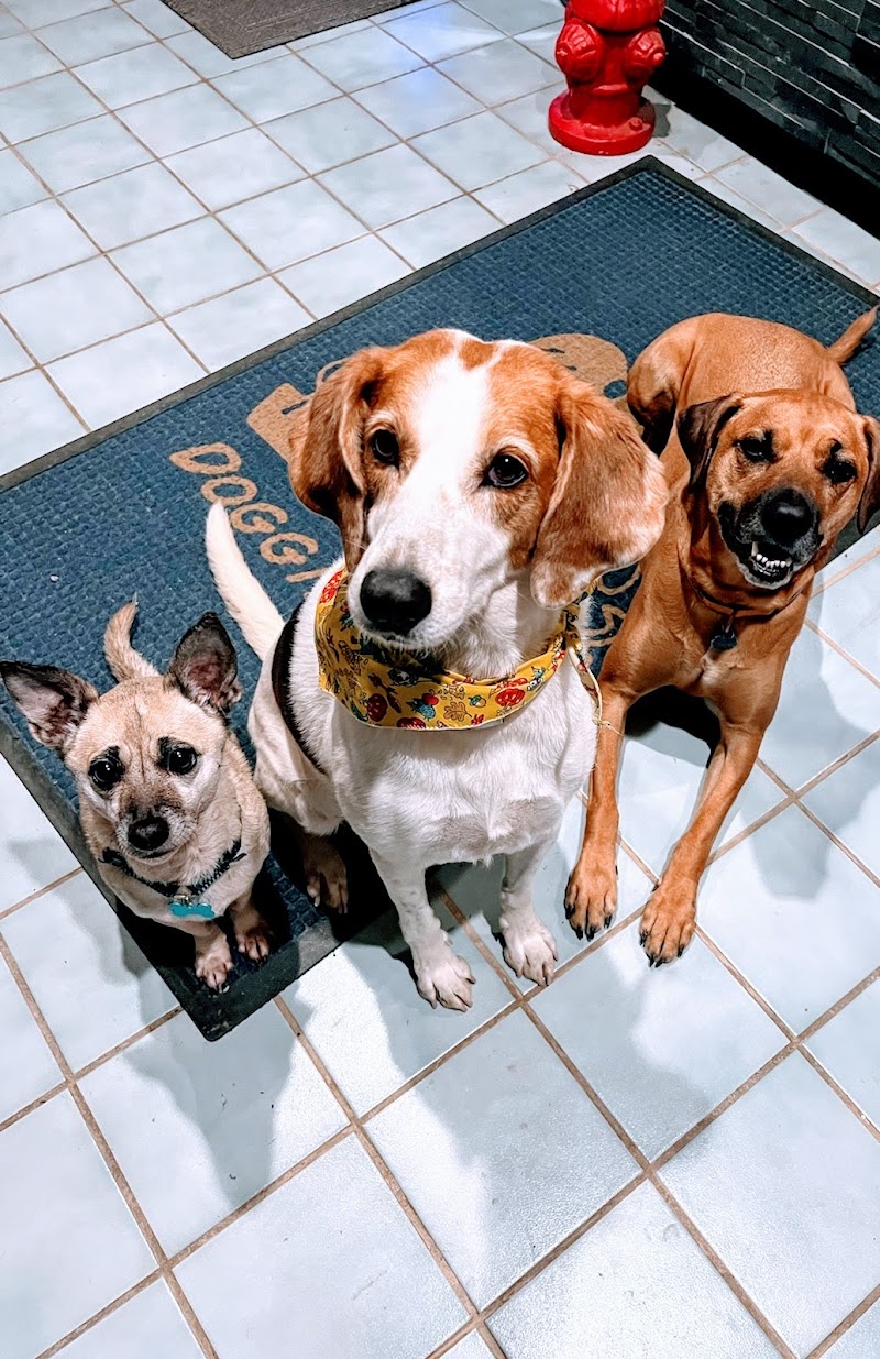 Doggie Spa & Day Care
