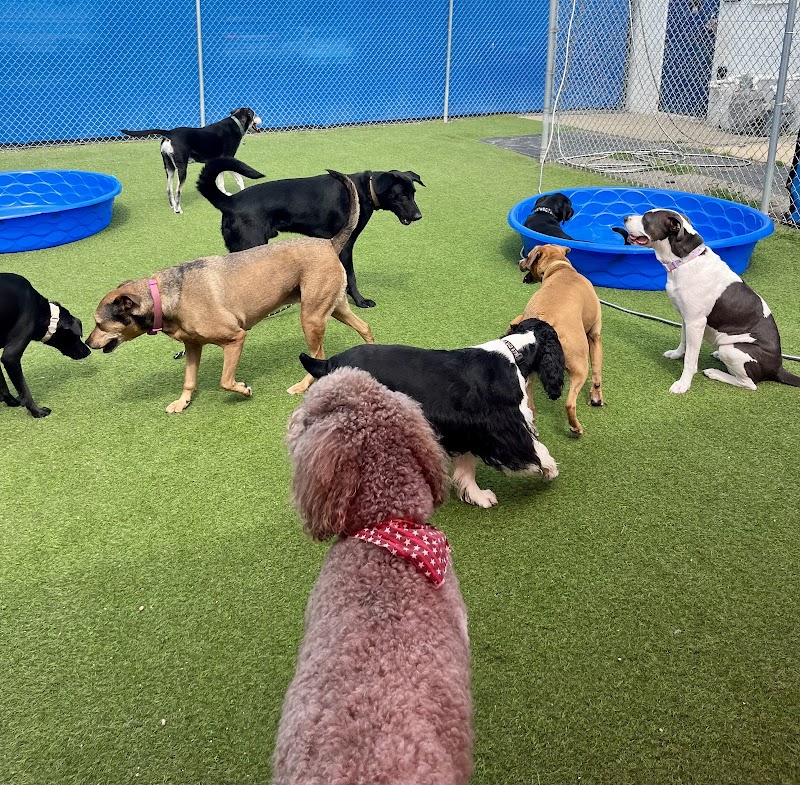 Doggy Days