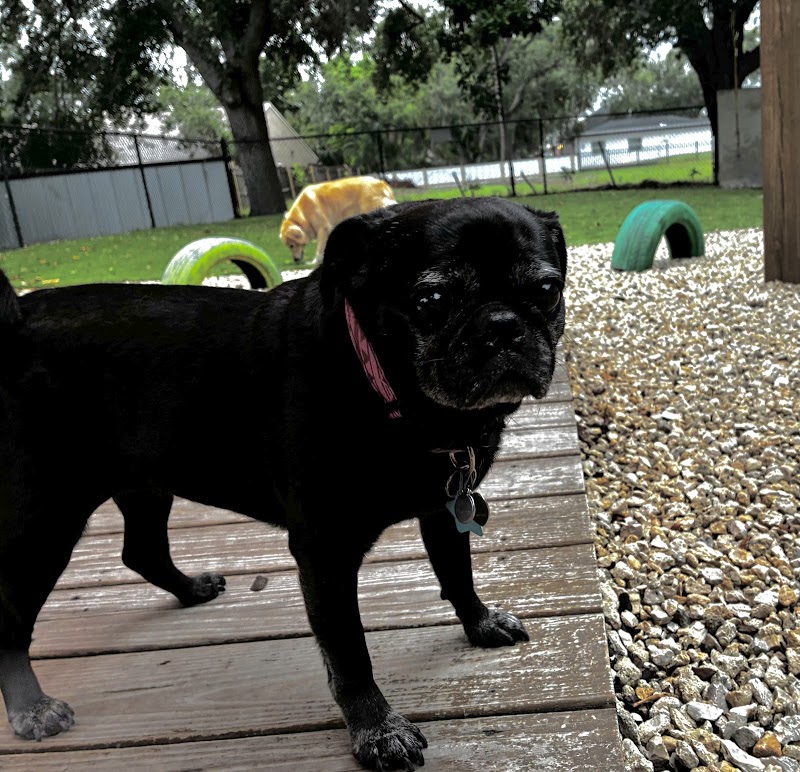 Doggy Resort SRQ