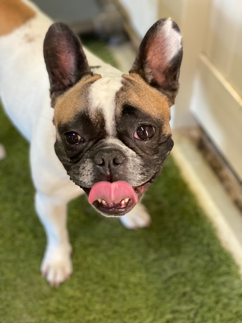 Doginhaus