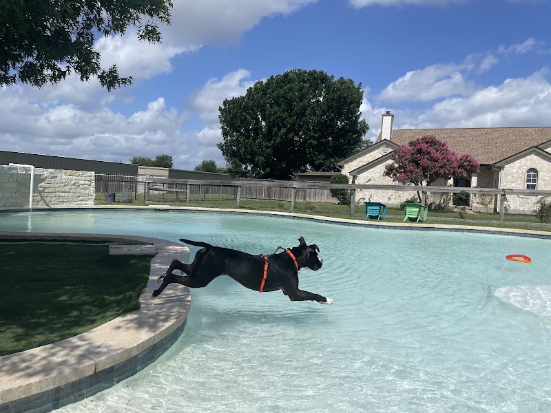 DogJoy