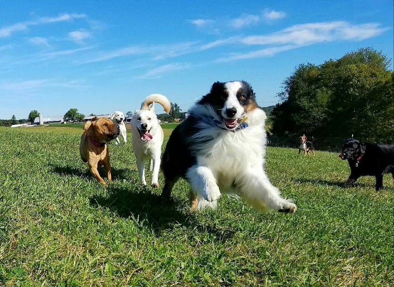 Dog's Day Farm: Cage-Free Premium Retreat