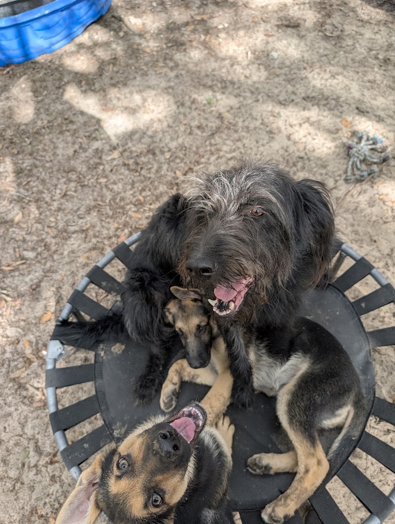 Dog's Play