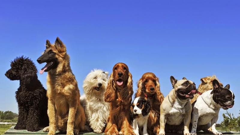 DogSpot