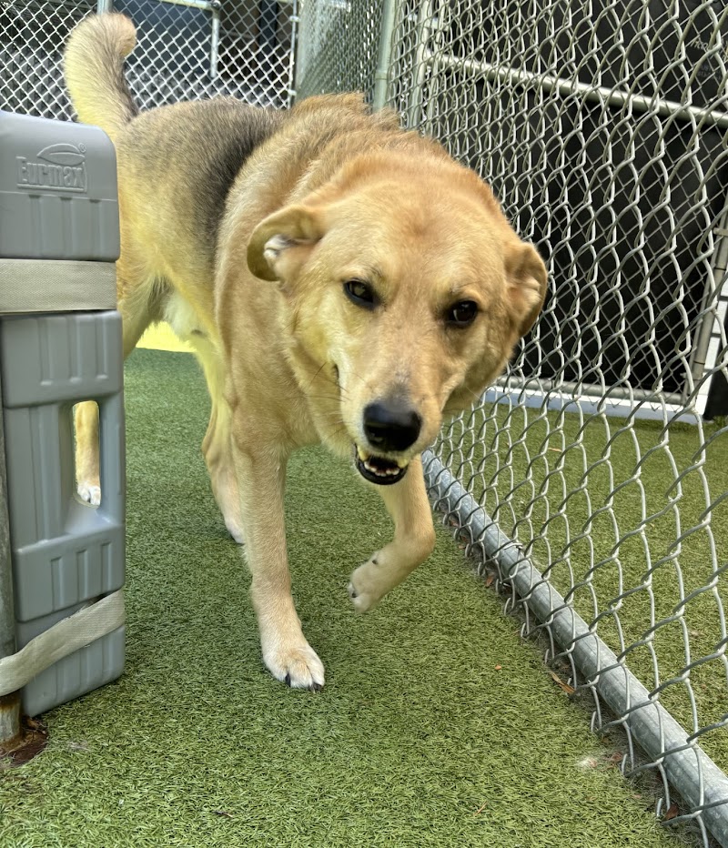 Dogwood Acres Pet Retreat