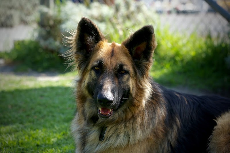 Dogwood Ranch Pet Resort