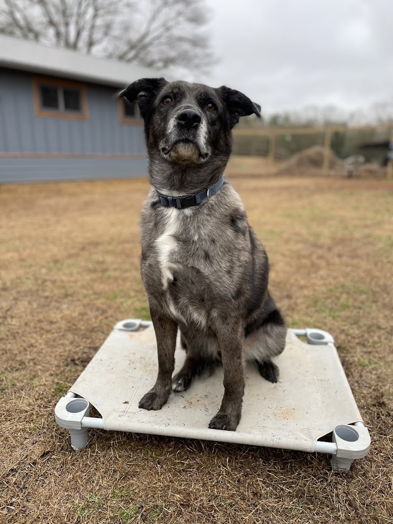 Ducktown Lodge & Dog Training