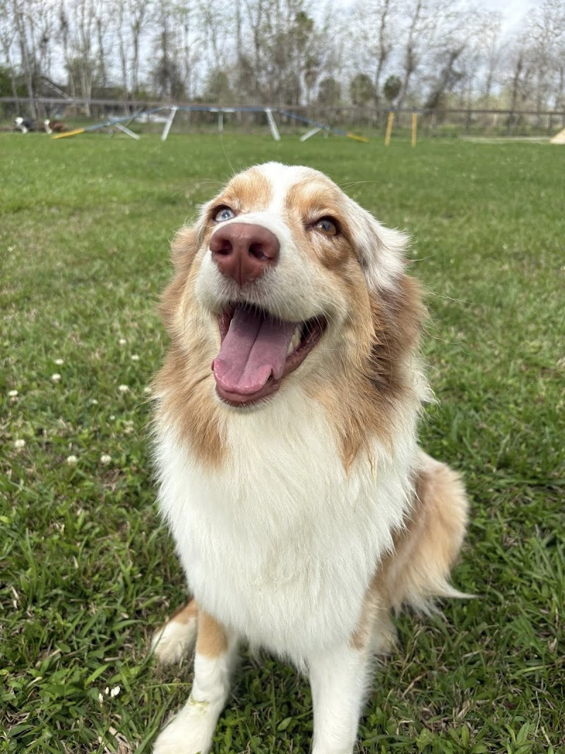 Endless Pawsibilities Canine Enrichment Retreat