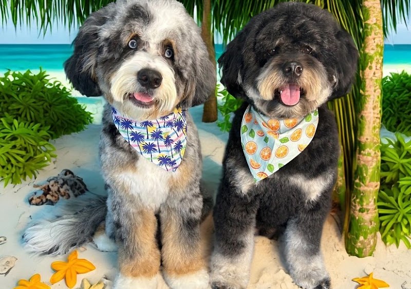 Essential Paws Island Resort
