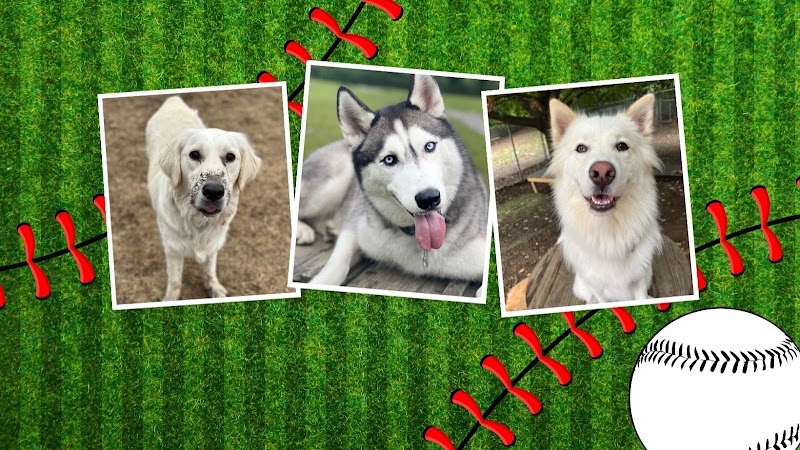 Fenway Bark Dog Resort