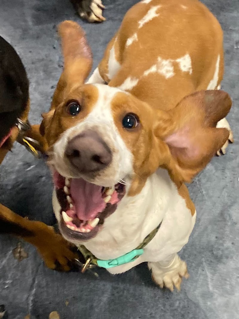 FETCH Daycare and Overnight