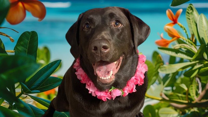 Fetch Dog Resort