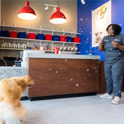 Firehouse Pet Resort Kyle