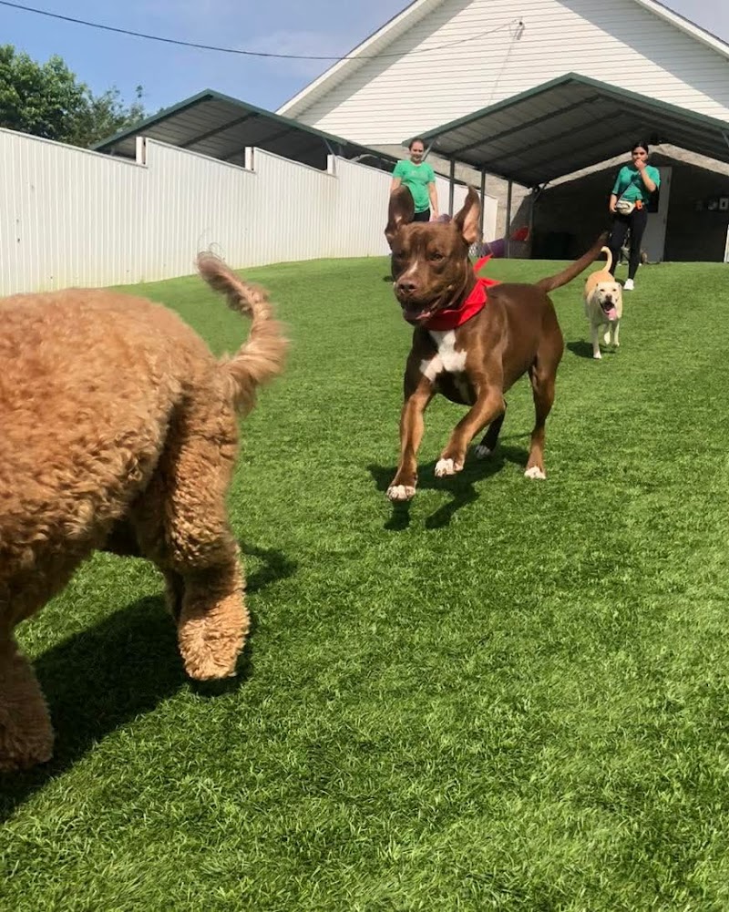 Five Points Pet Resort at Vass