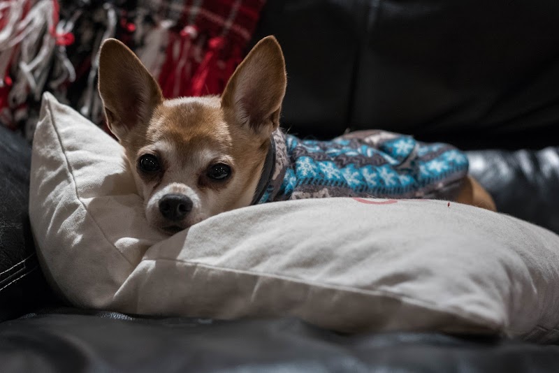 Five Pups Dog Daycare & Boarding