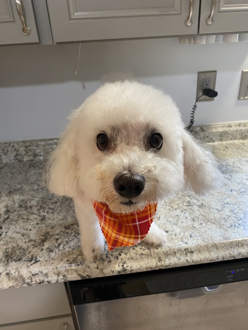 Four Dog Resort & Spa