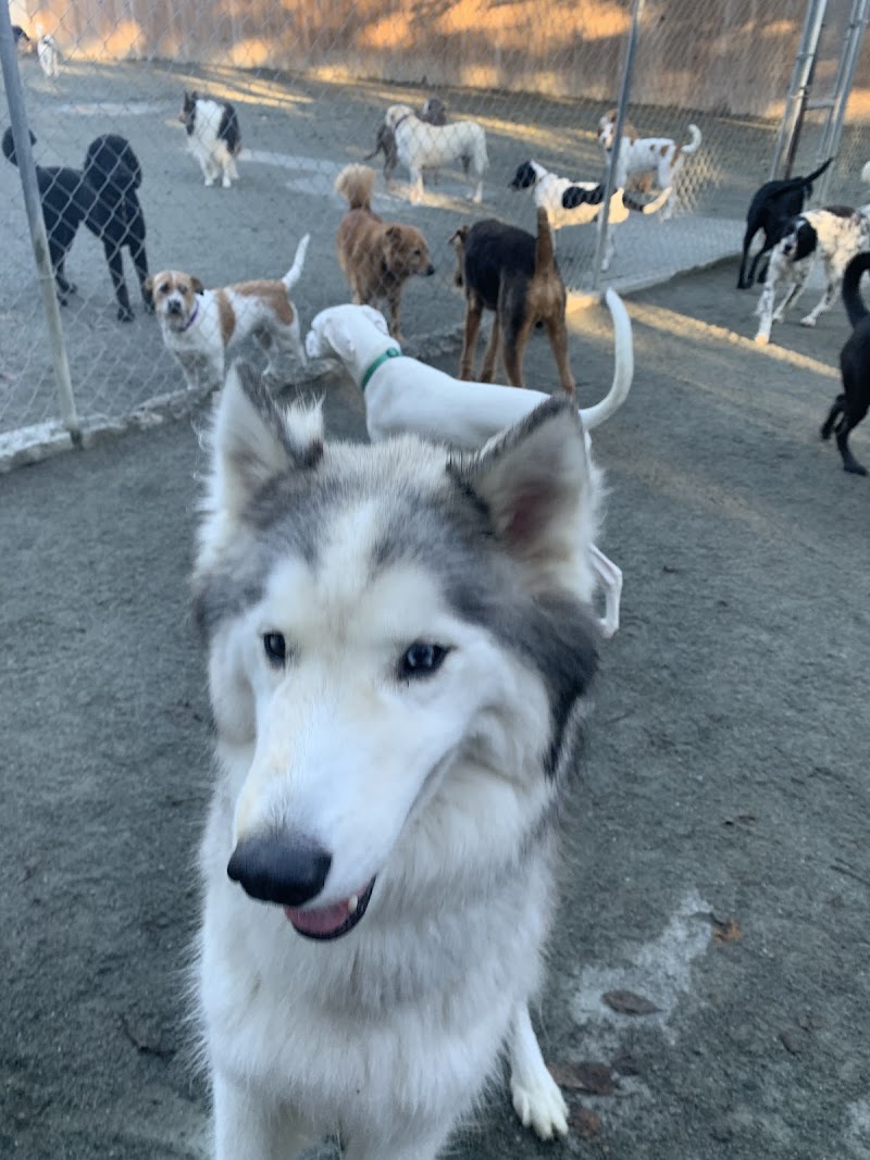 Four Paws Pet Resort