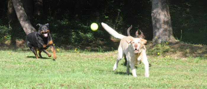 Friendly Grove Resort & Spa For Dogs