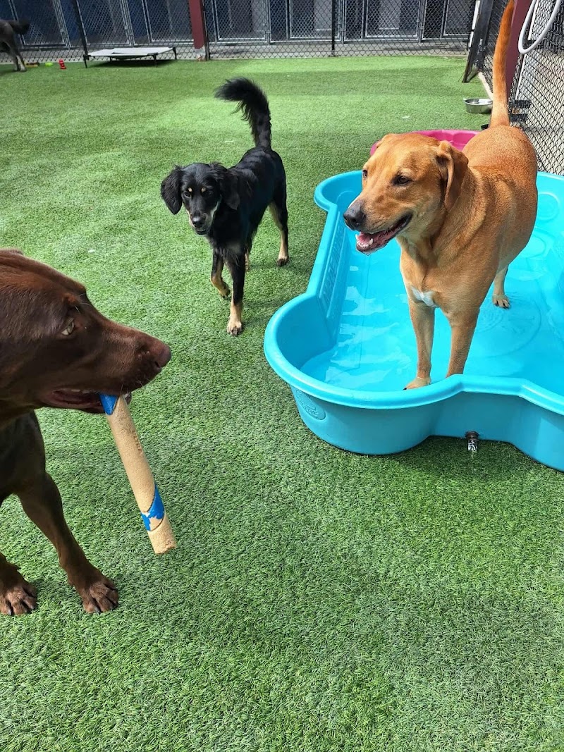 Fur Babies Pet Resort