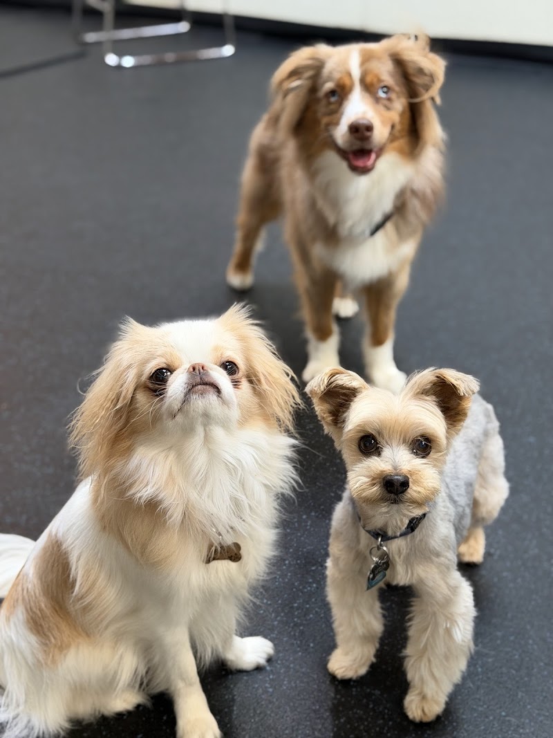 FUReverFUN Dog Care Services