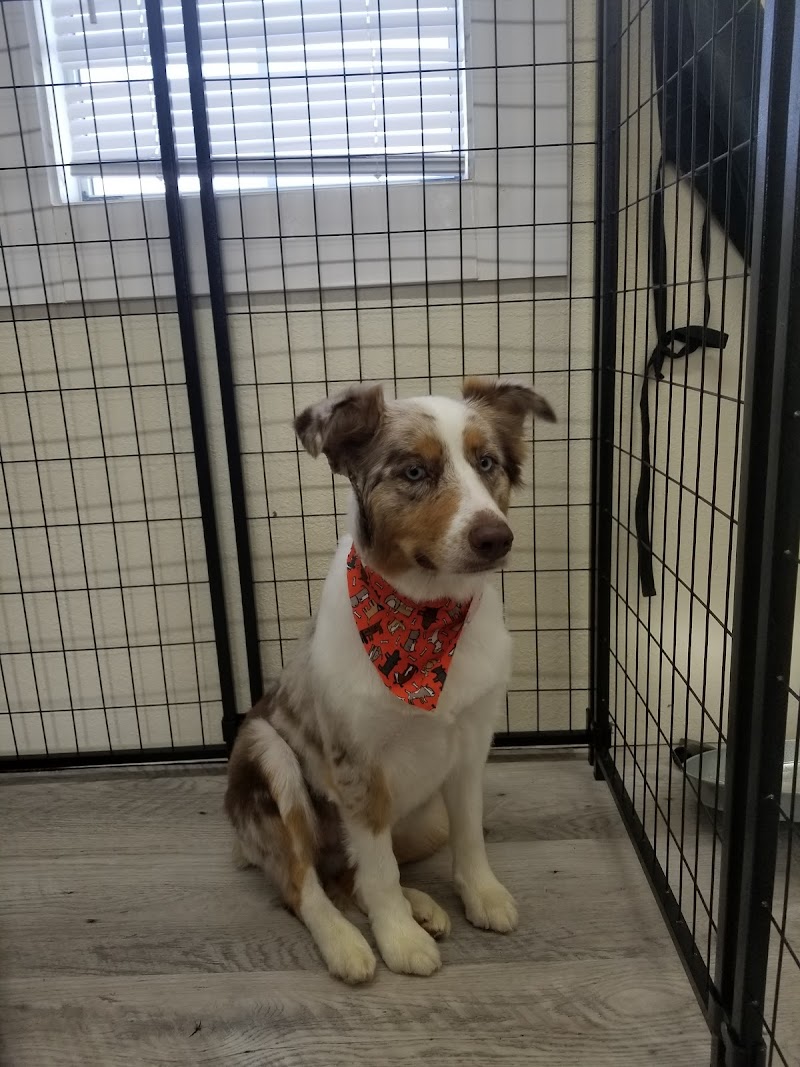 G Paws Farm Boarding and Grooming