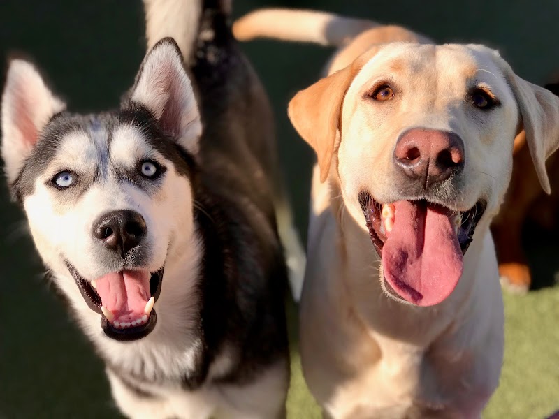 Glacier K9 Resort and Spa