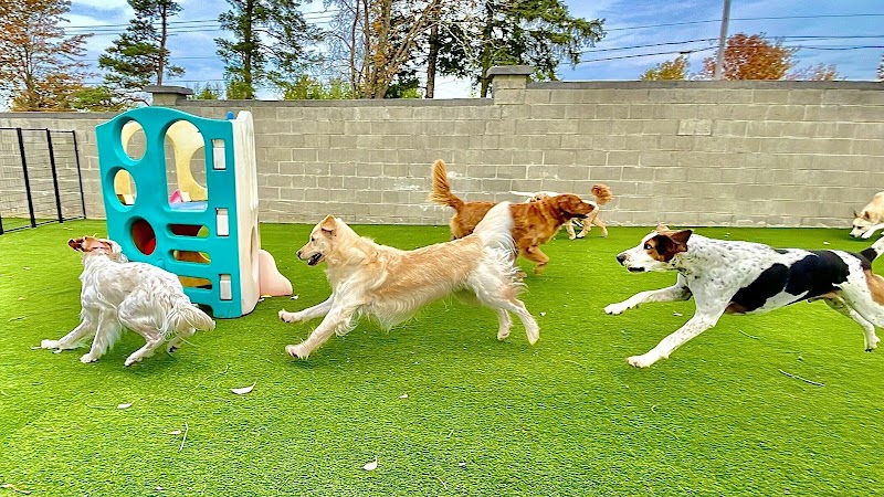 Golden Paws Pet Care Services, LLC