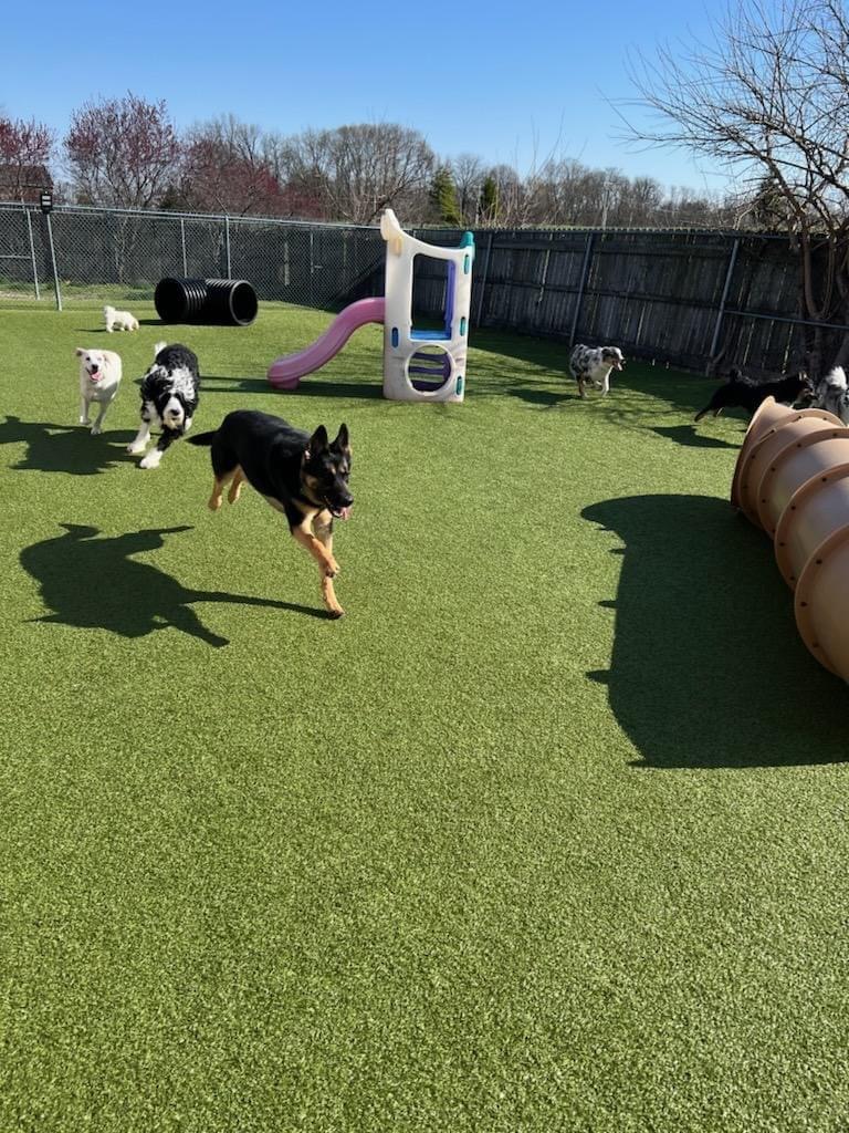 Golden Rust Farms Pet resort