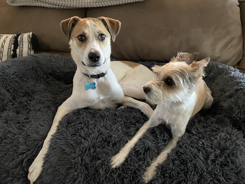Gracieland Pet Resort