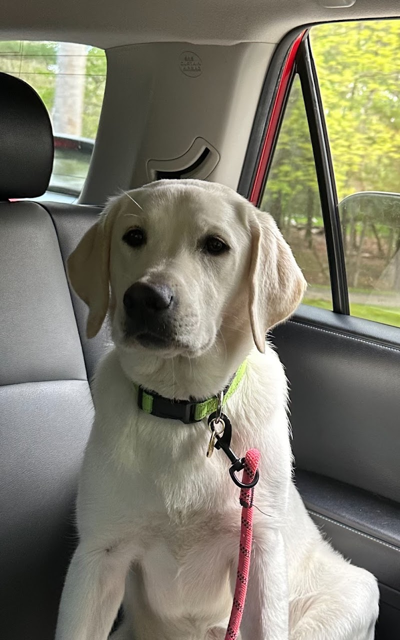 Greater Boston Dog Kennel
