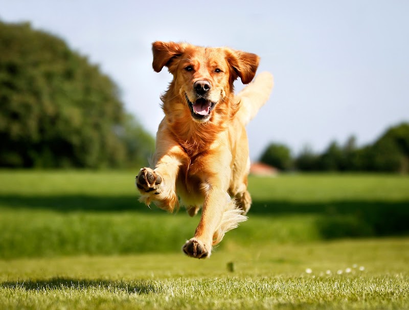 Green Acres Pet Resort