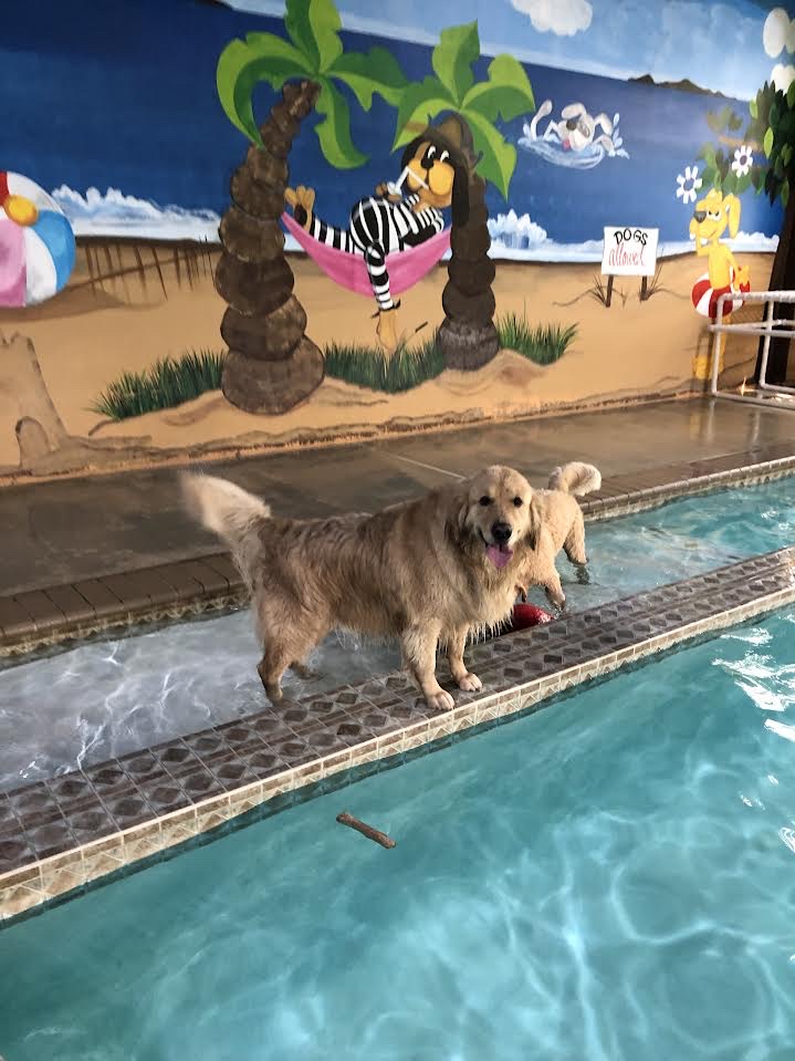 Greenleaf Pet Resort Millstone