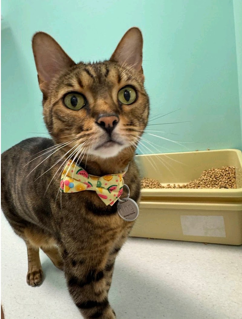 Happy Cat Hotel & Spa Austin North