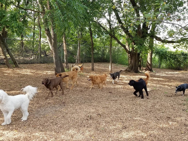Happy Days Doggie Camp