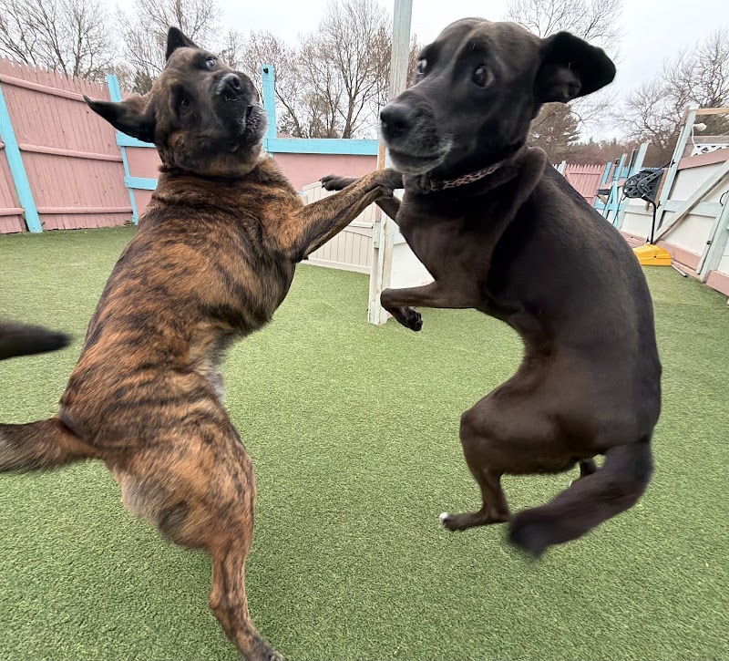 Happy Dog Pet Resort