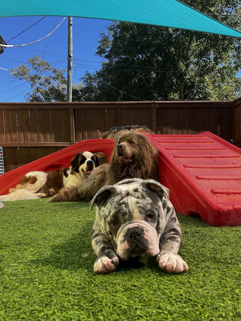 Happy Dog Resort