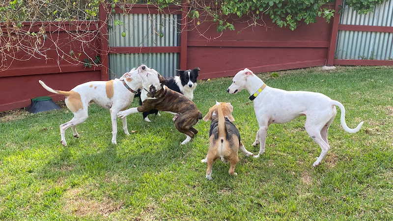 Happy Dogs Maui