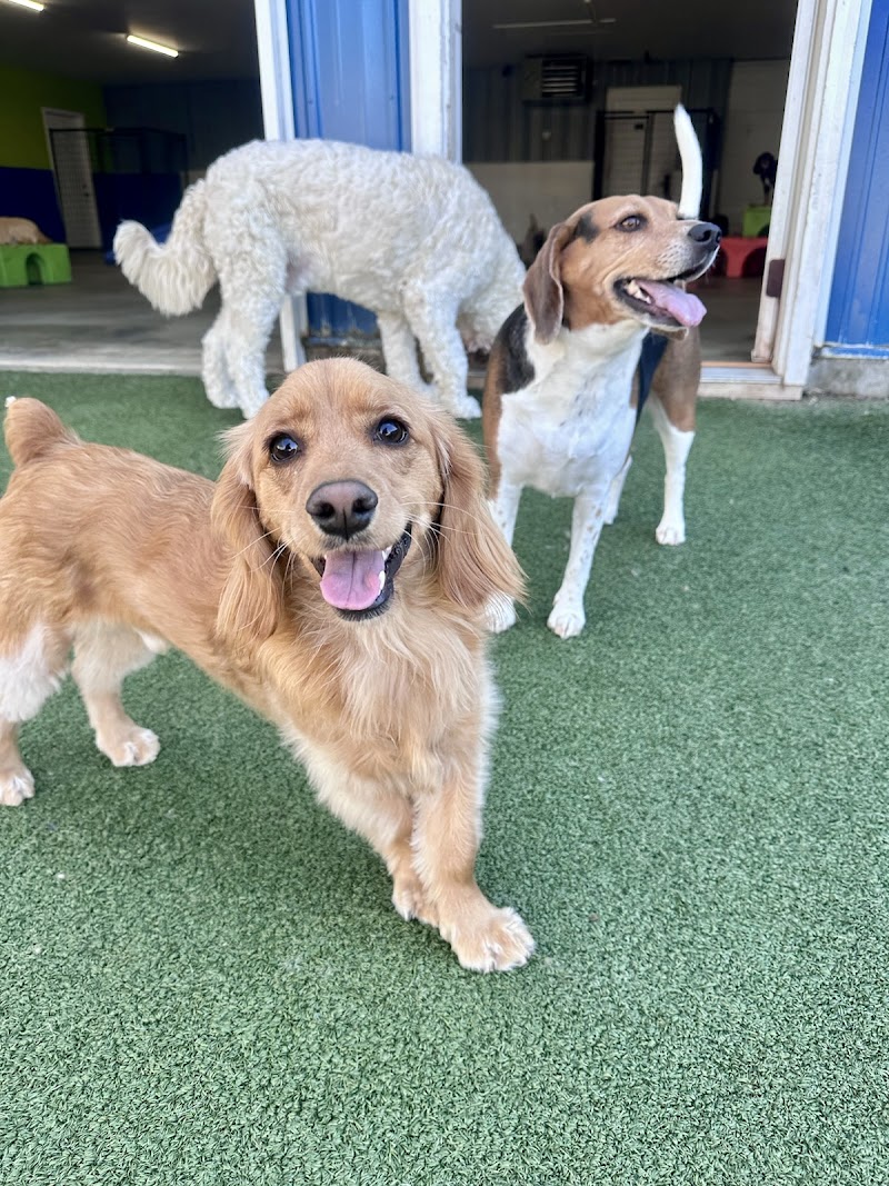 Happy Dogs