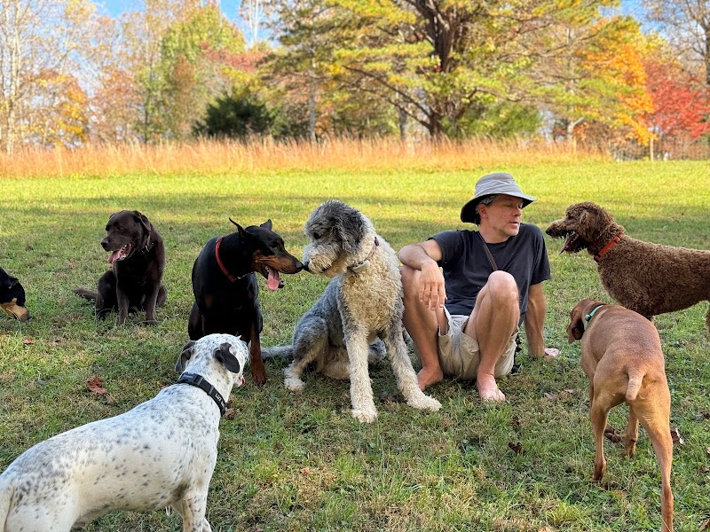 Happy Hound K9 Social Club