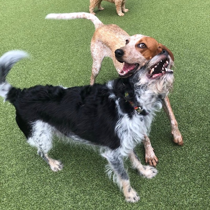 Happy Tails Country Club West