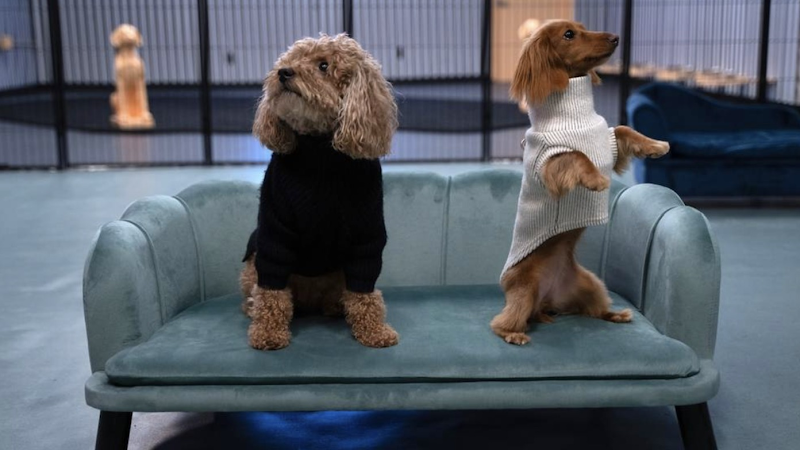 Happy Tails Pup Experience