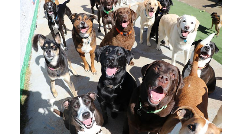 Happy Tails Resort