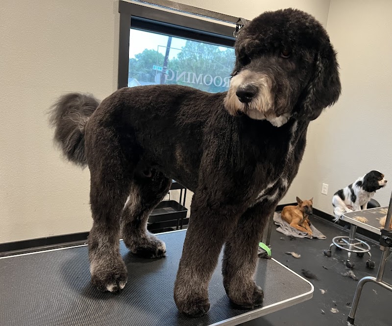 High Standards Grooming