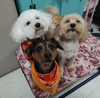 Hollywoof Pet Resort