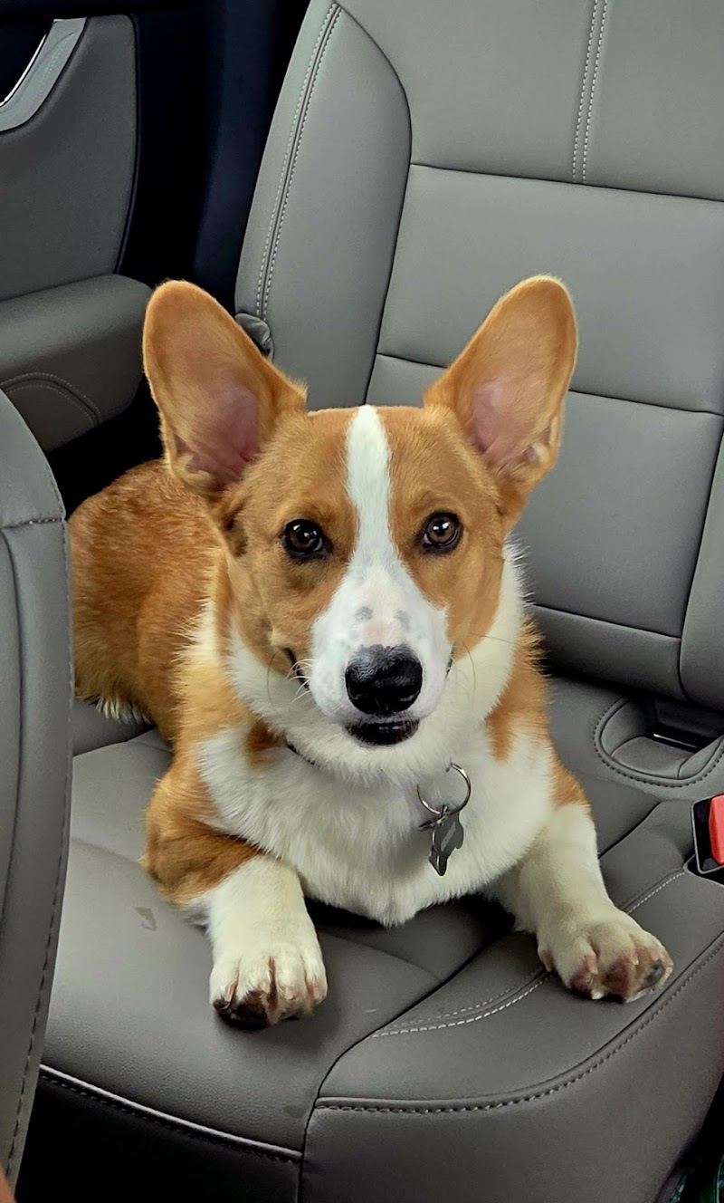 Home Sweet Home Dog Resort