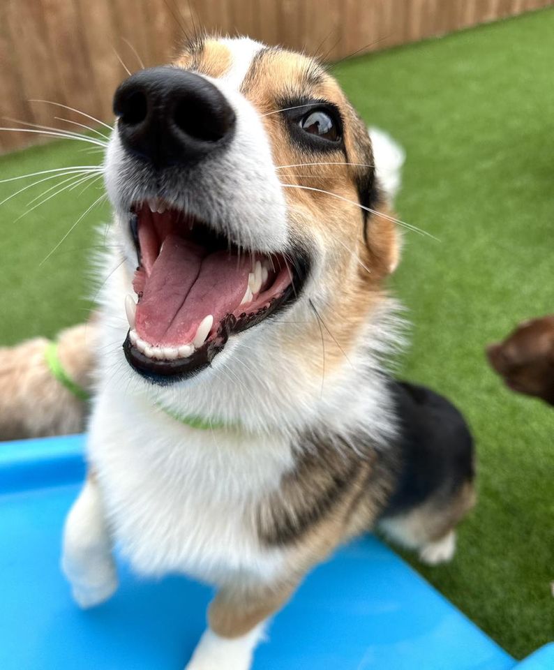 Hounds Lounge Pet Resort and Spa - Bryant